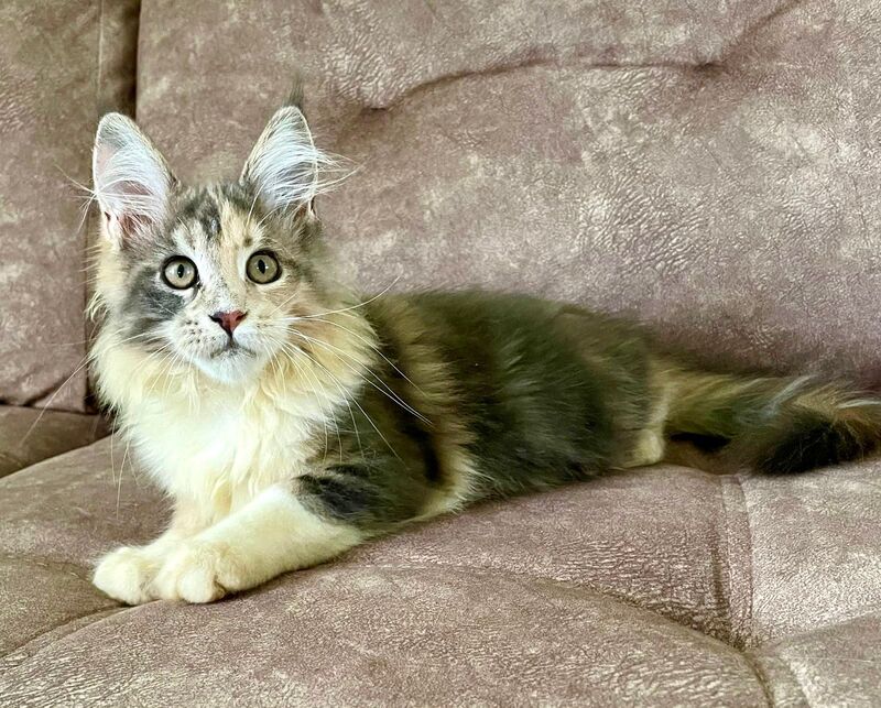Stella Maine Coon female, blue tortie tabby with white