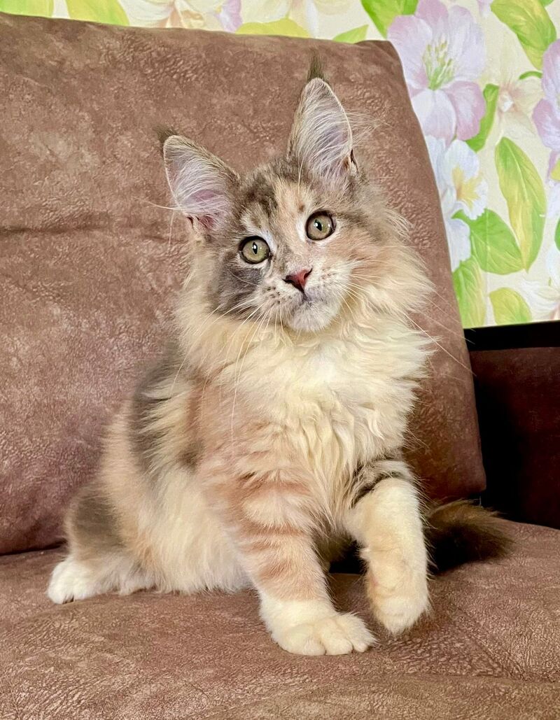 Stella Maine Coon female, blue tortie tabby with white