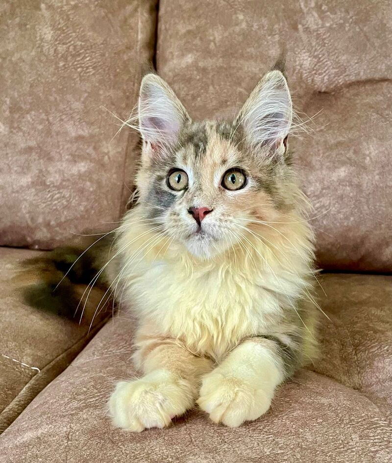 Stella Maine Coon female, blue tortie tabby with white