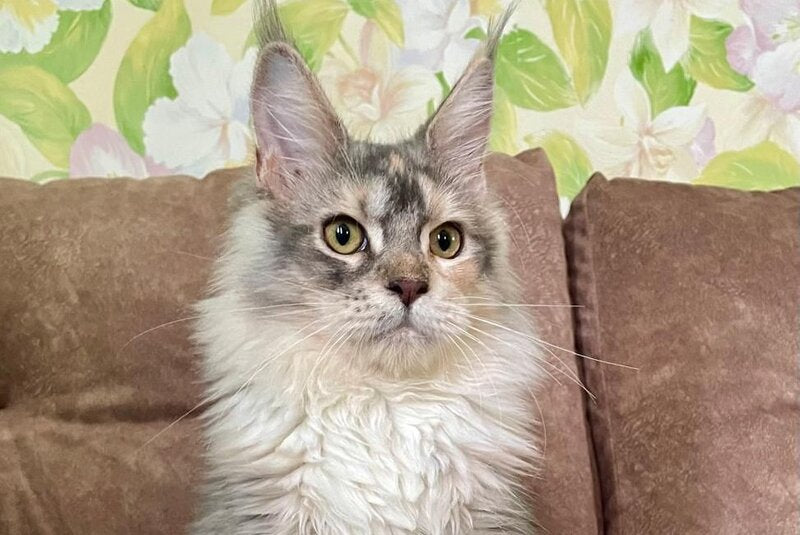 Esenia Maine Coon female, blue tortie silver with white tabby