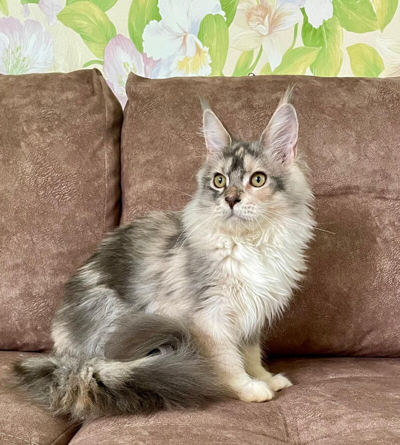 Esenia Maine Coon female, blue tortie silver with white tabby
