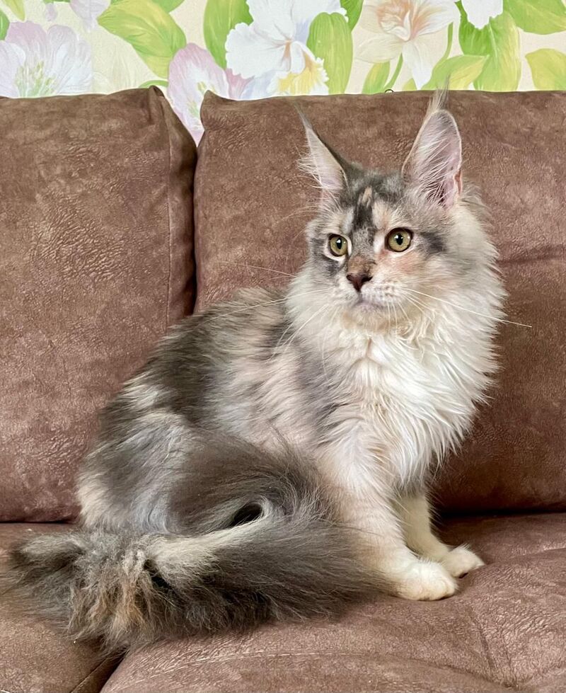 Esenia Maine Coon female, blue tortie silver with white tabby