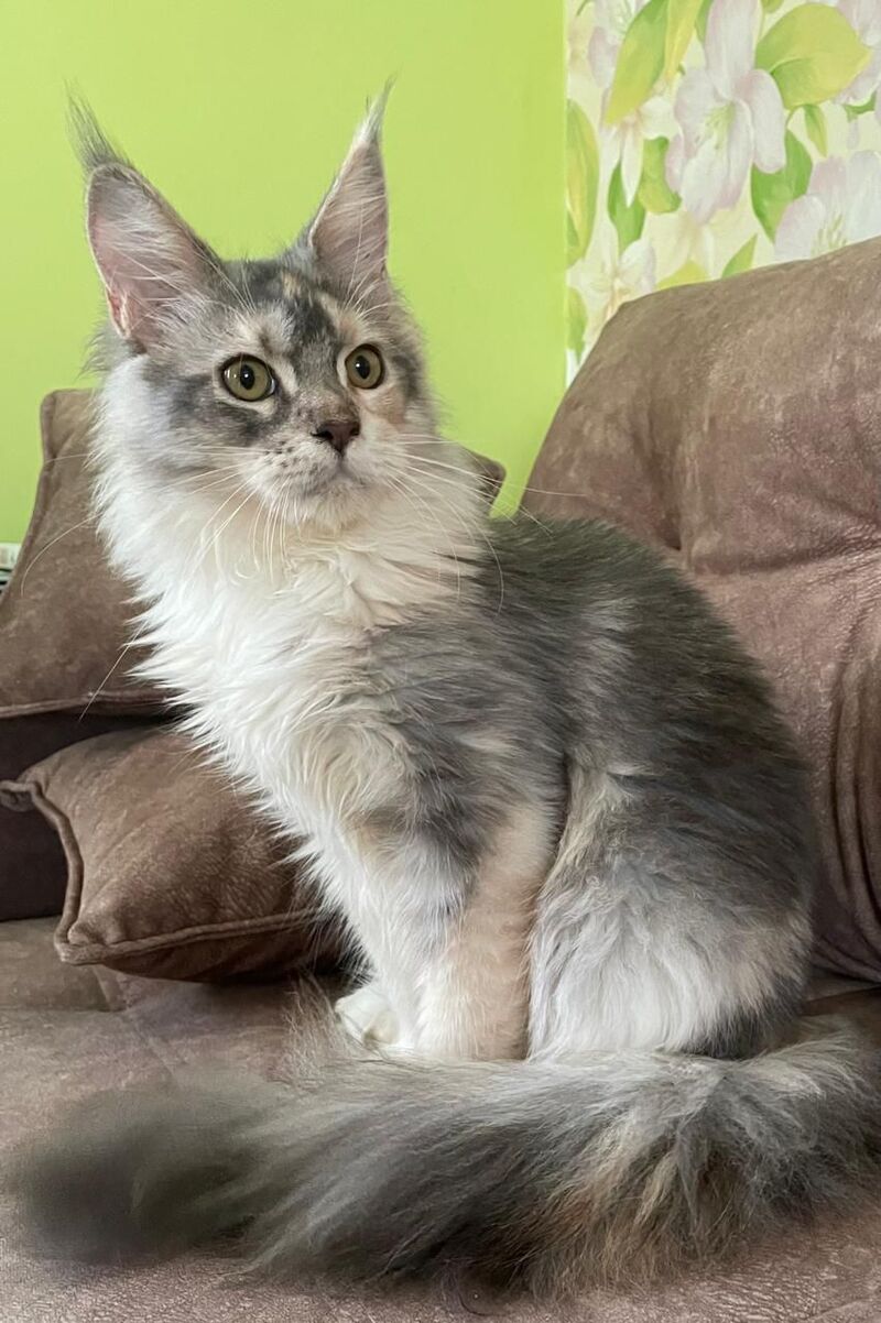 Esenia Maine Coon female, blue tortie silver with white tabby