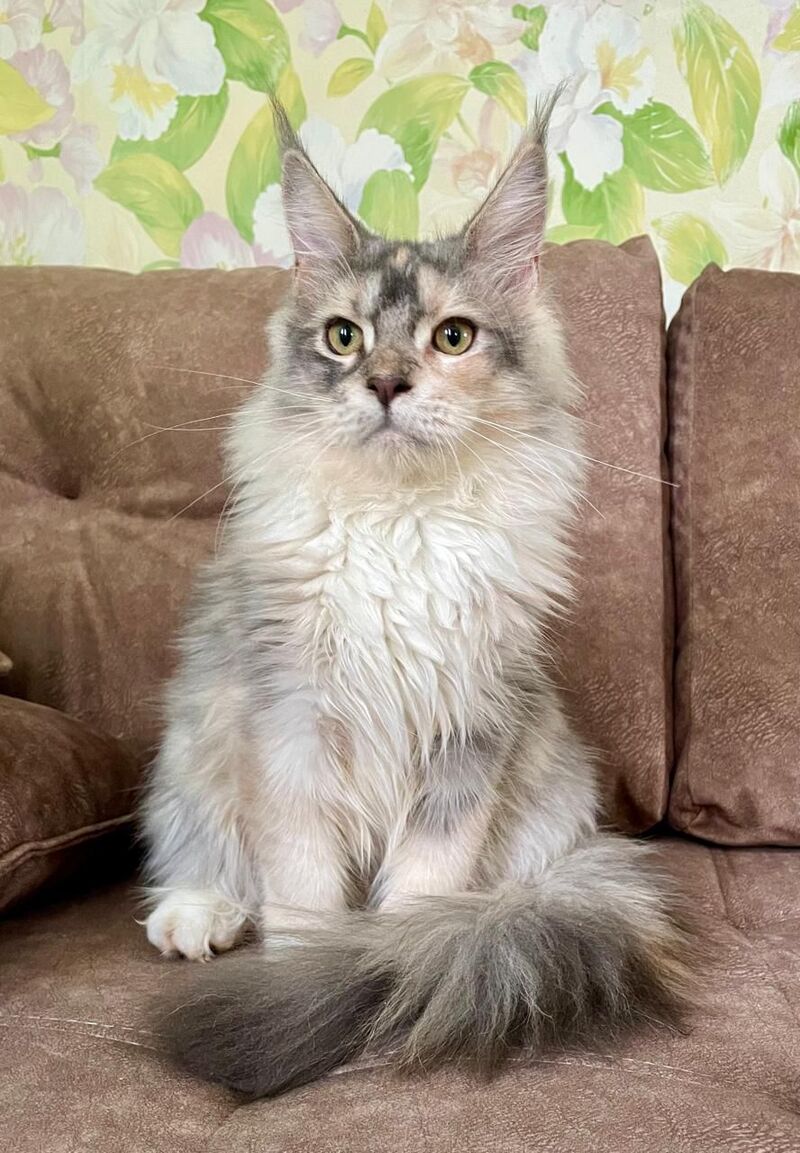 Esenia Maine Coon female, blue tortie silver with white tabby