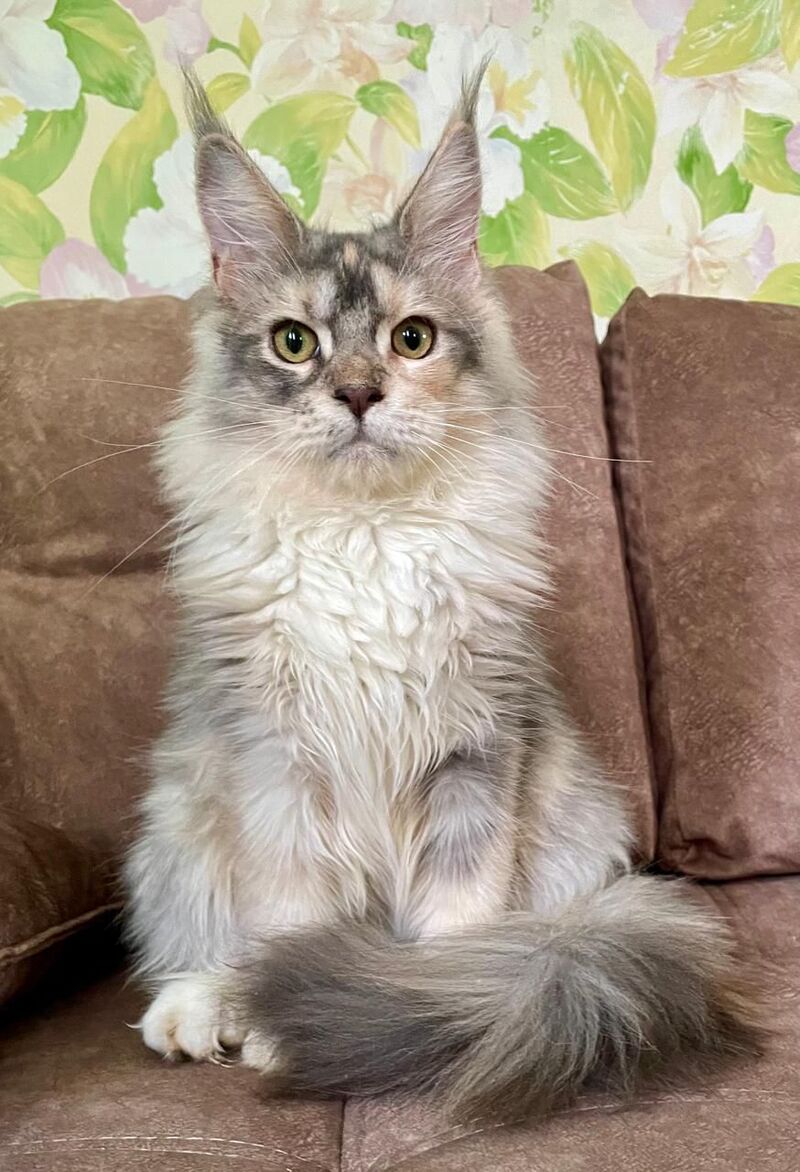 Esenia Maine Coon female, blue tortie silver with white tabby