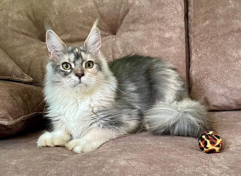 Esenia Maine Coon female, blue tortie silver with white tabby