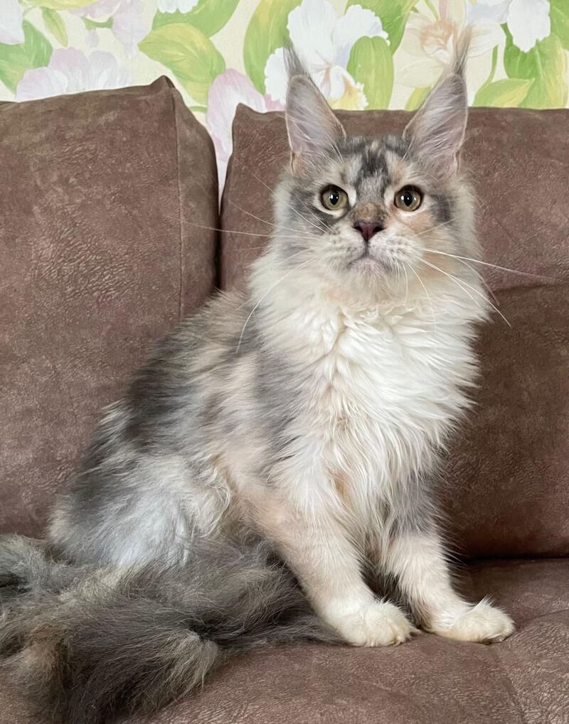 Esenia Maine Coon female, blue tortie silver with white tabby