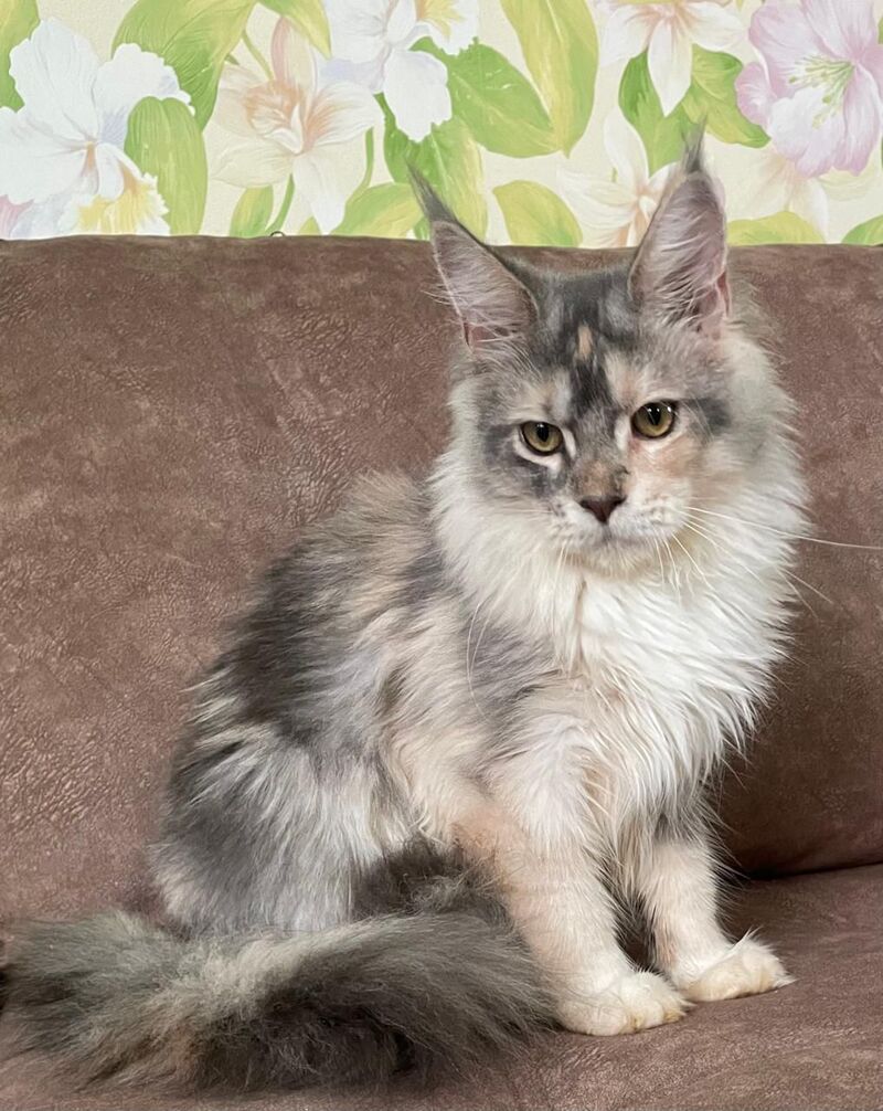 Esenia Maine Coon female, blue tortie silver with white tabby