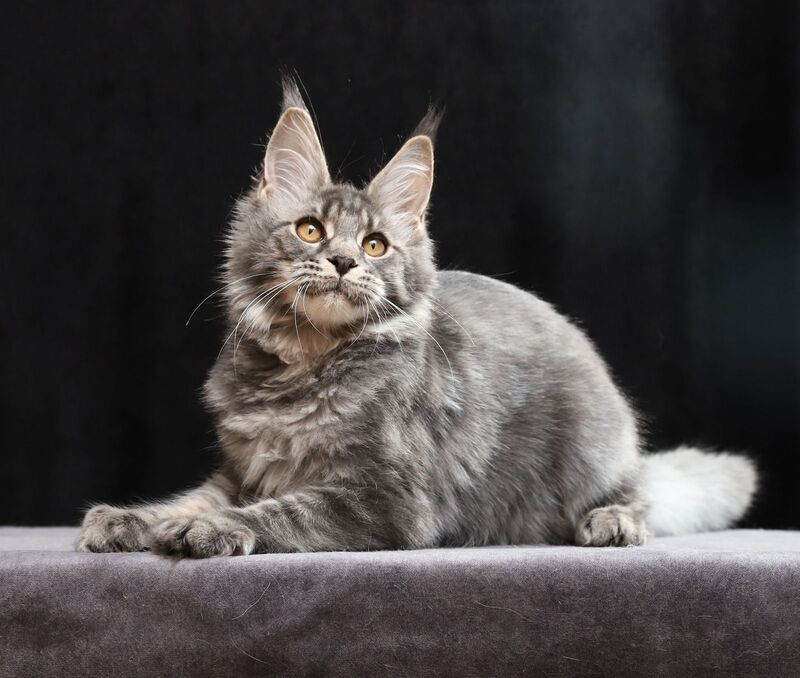Jolie Maine Coon female, blue tabby