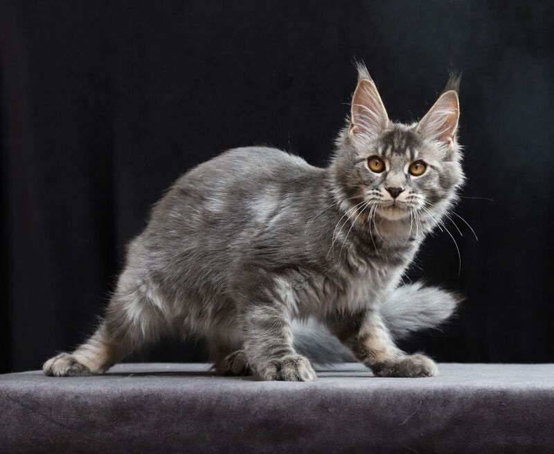 Jolie Maine Coon female, blue tabby