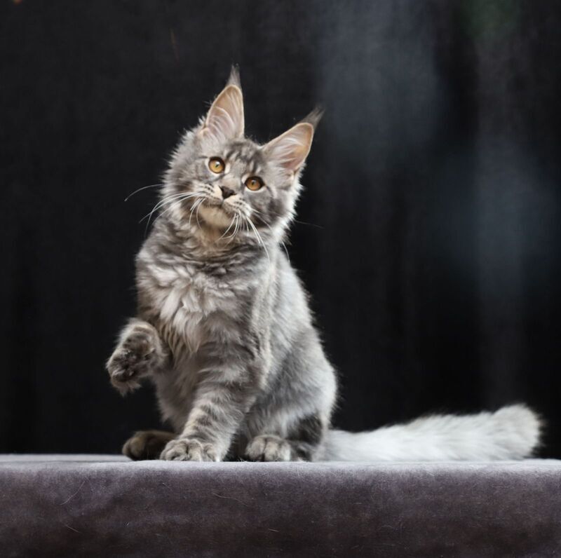 Jolie Maine Coon female, blue tabby
