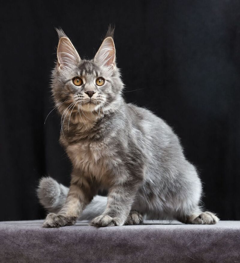 Jolie Maine Coon female, blue tabby