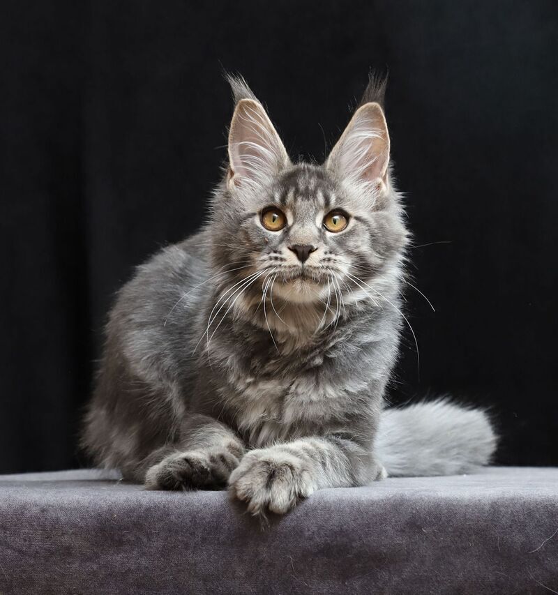 Jolie Maine Coon female, blue tabby