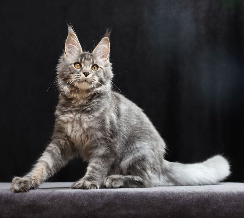 Jolie Maine Coon female, blue tabby
