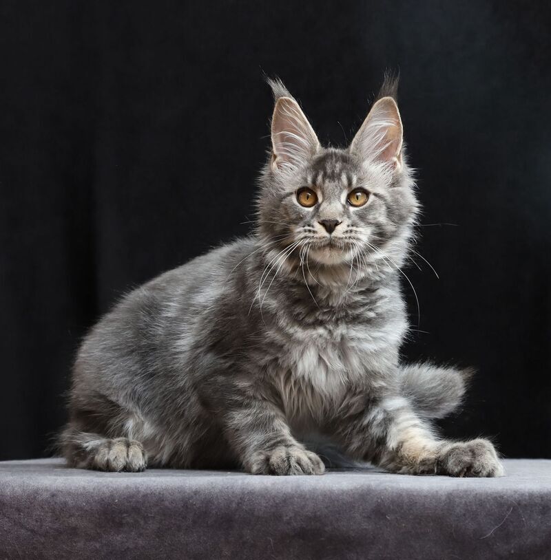 Jolie Maine Coon female, blue tabby