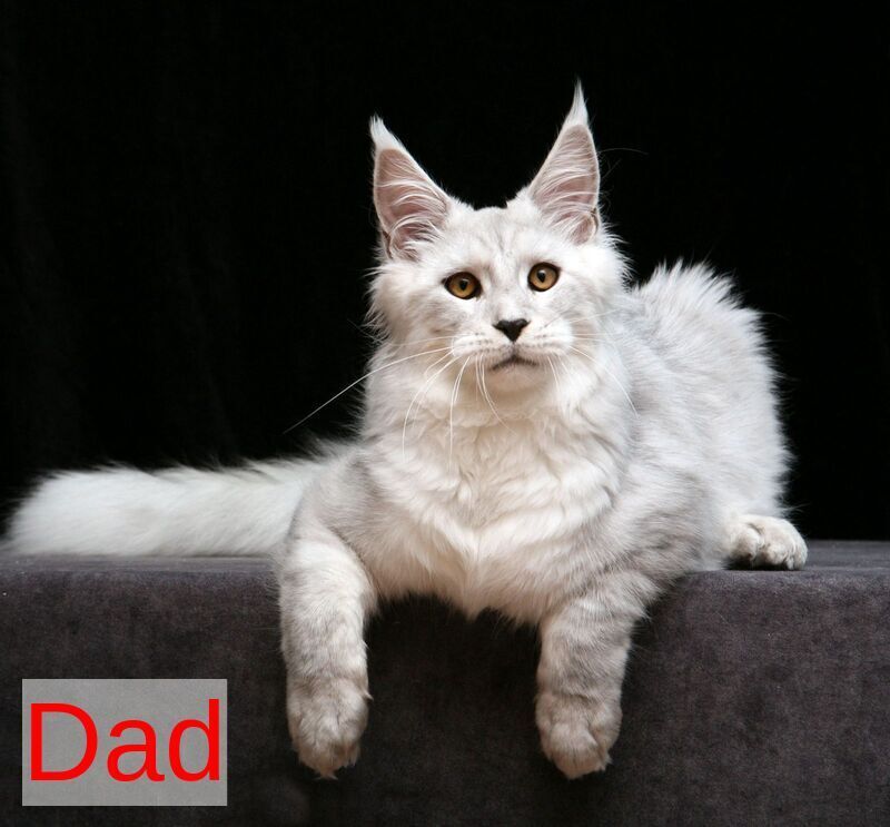 Jolie Maine Coon female, blue tabby