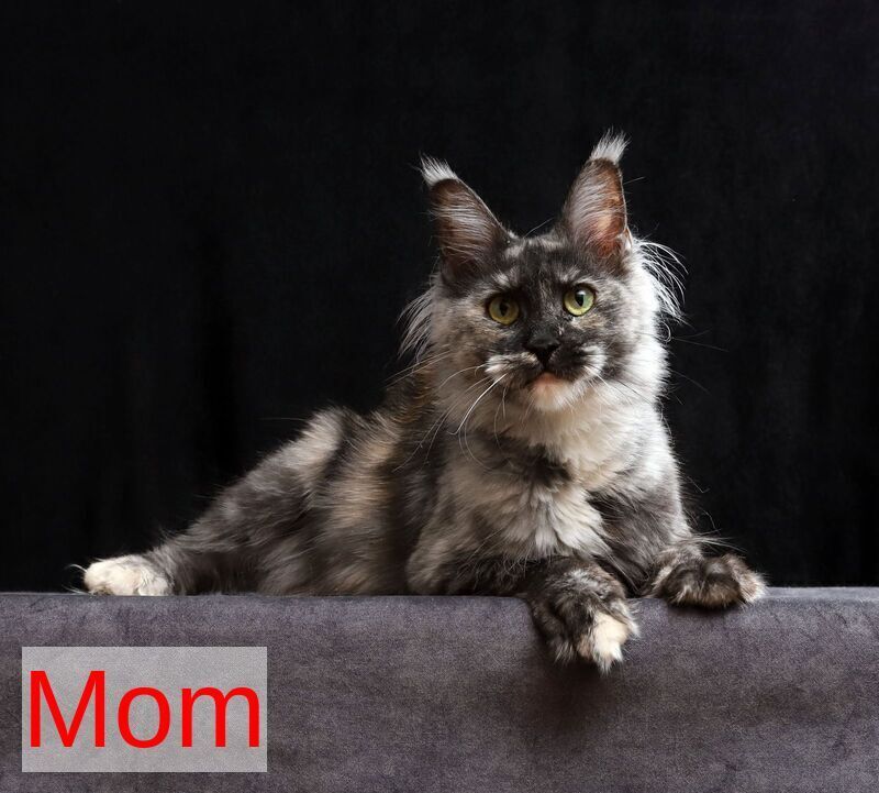 Jolie Maine Coon female, blue tabby
