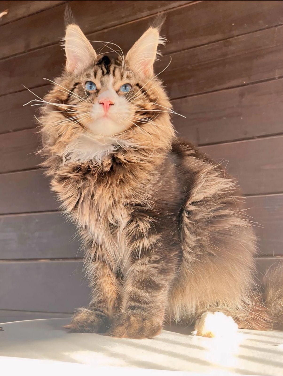 Ferdenant Maine Coon male, red ticked tabby with white