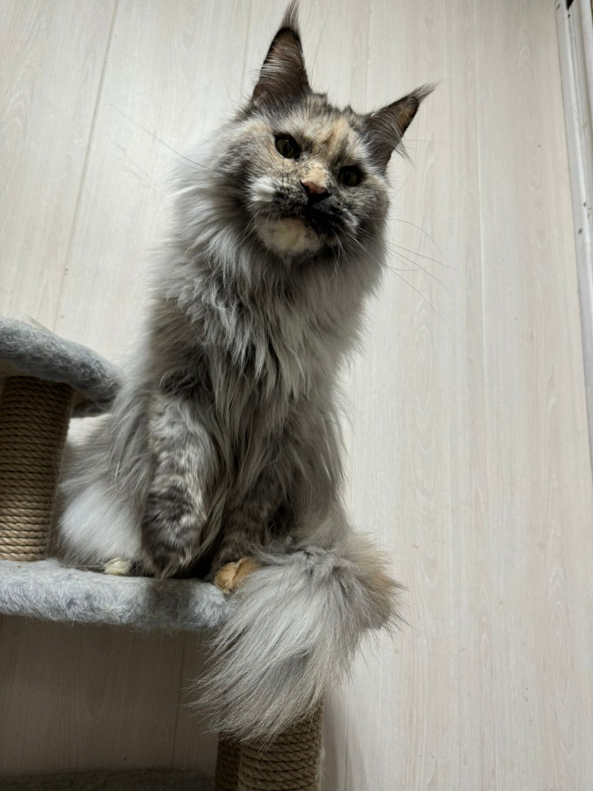 Ferdenant Maine Coon male, red ticked tabby with white