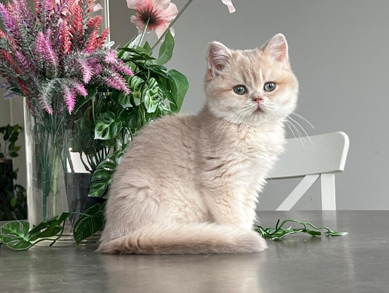 Maurice British Shorthair male, lilac golden shaded