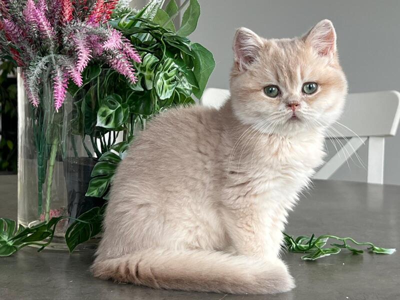 Maurice British Shorthair male, lilac golden shaded