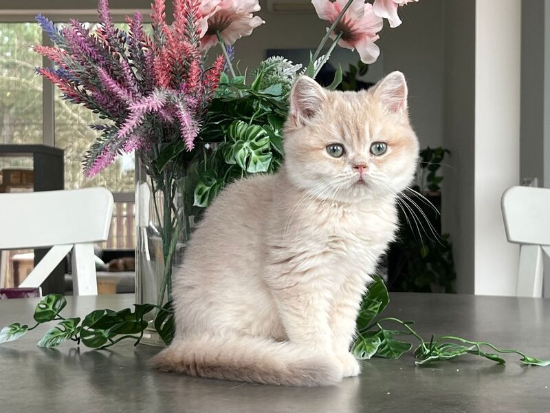Maurice British Shorthair male, lilac golden shaded