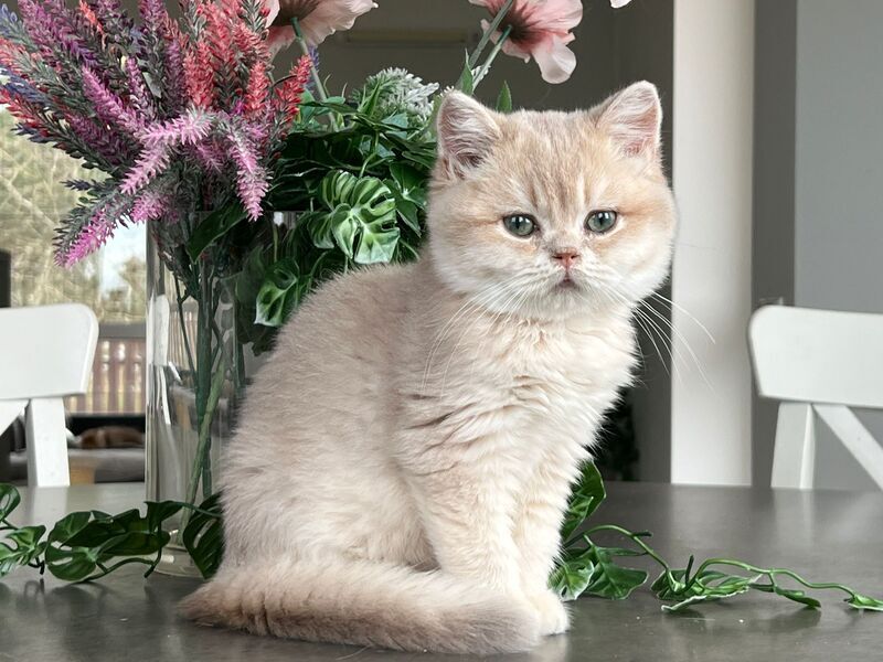 Maurice British Shorthair male, lilac golden shaded