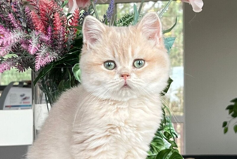 Maurice British Shorthair male, lilac golden shaded
