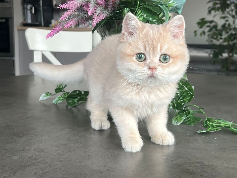 Maurice British Shorthair male, lilac golden shaded
