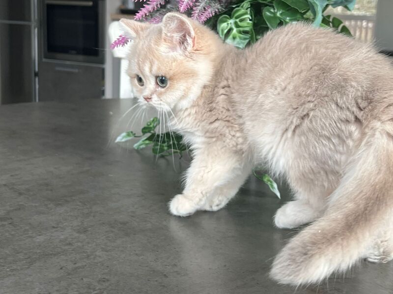 Maurice British Shorthair male, lilac golden shaded