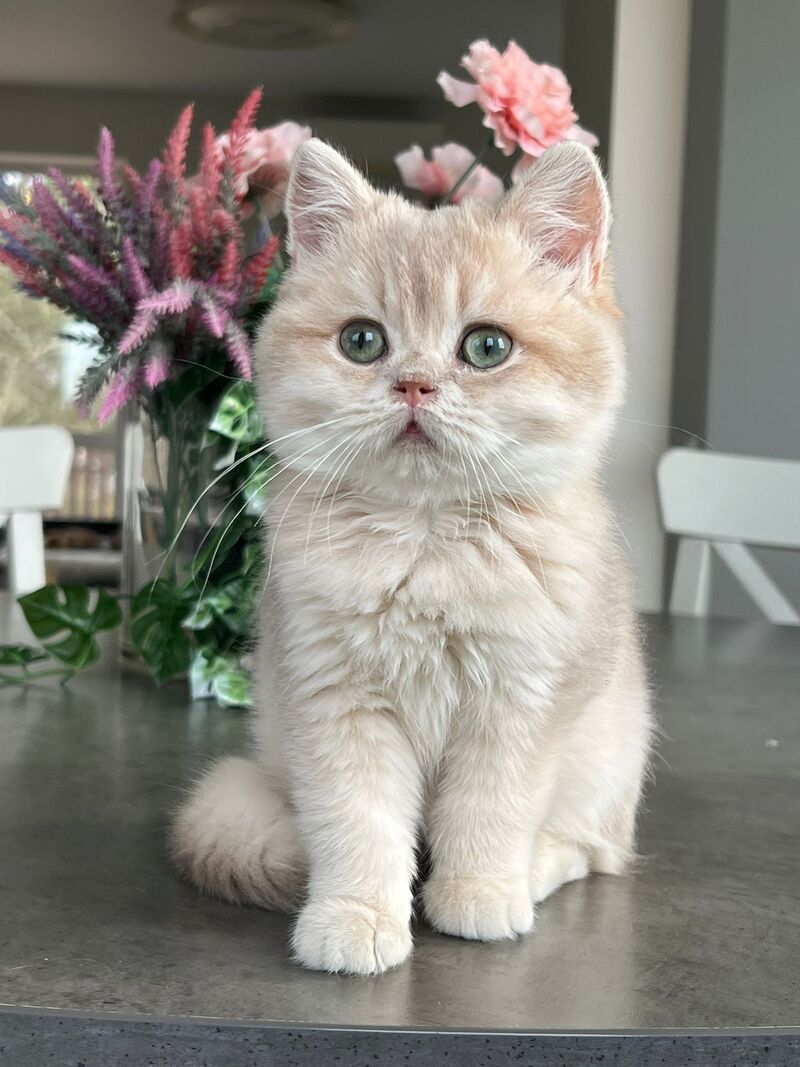 Maurice British Shorthair male, lilac golden shaded