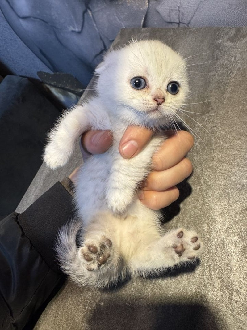 Mochi Munchkin male, black silver shaded