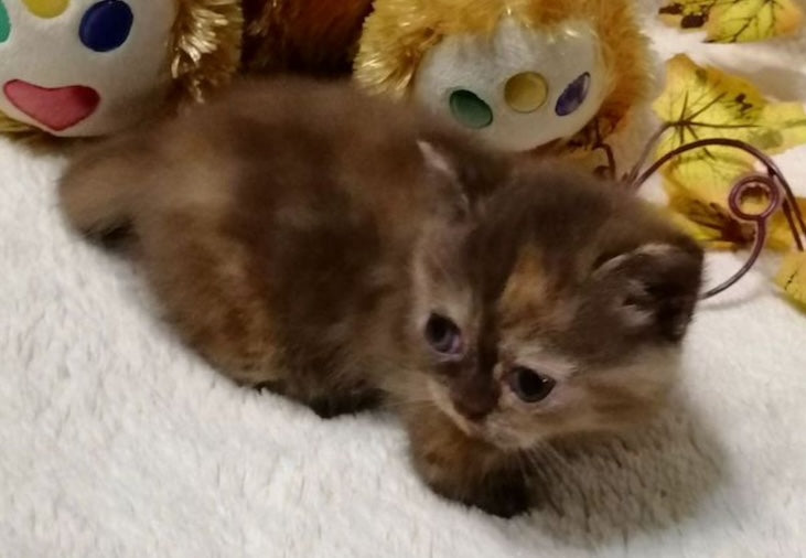 Aurora Munchkin female, chocolate tortie