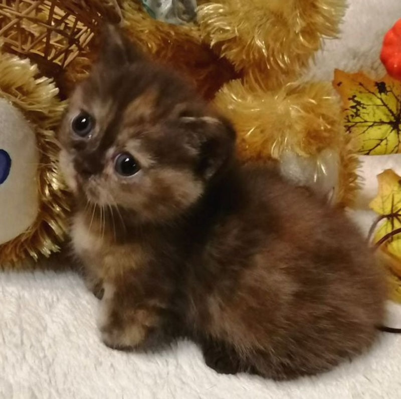 Aurora Munchkin female, chocolate tortie