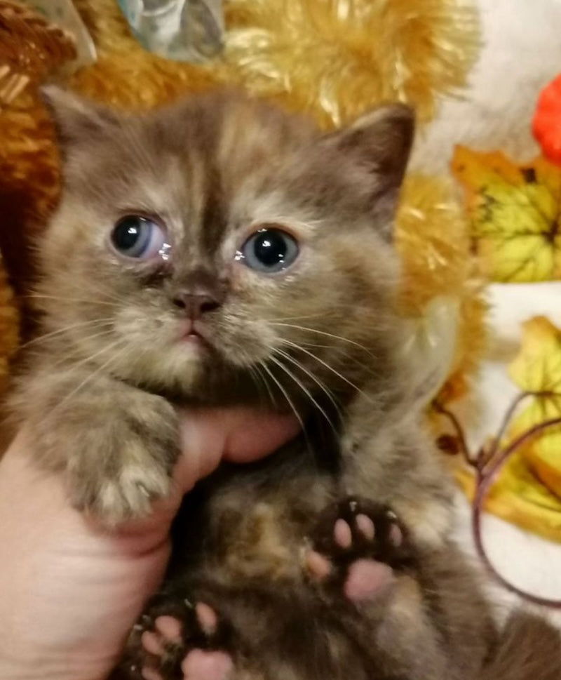 Aurora Munchkin female, chocolate tortie