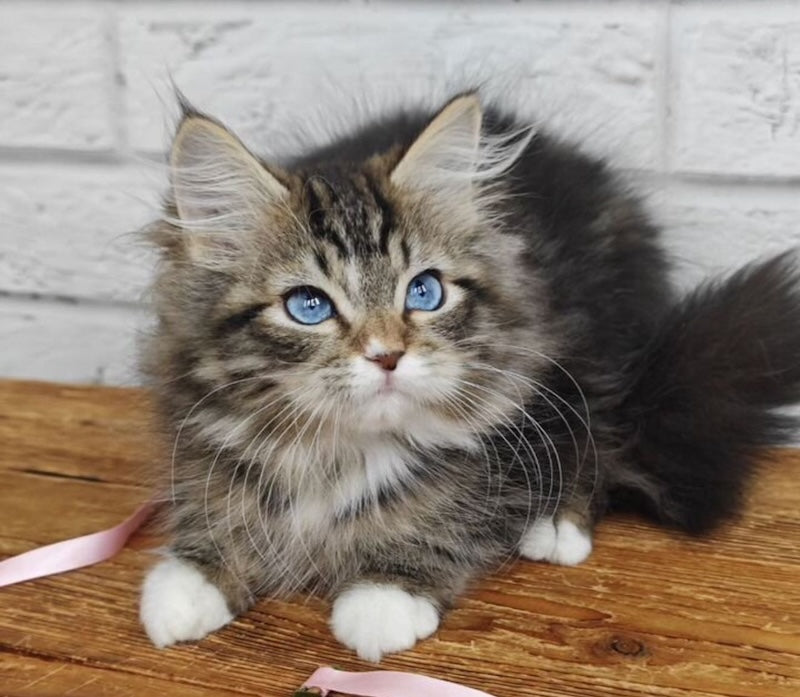 Virginia Siberian female, seal tabby bicolour