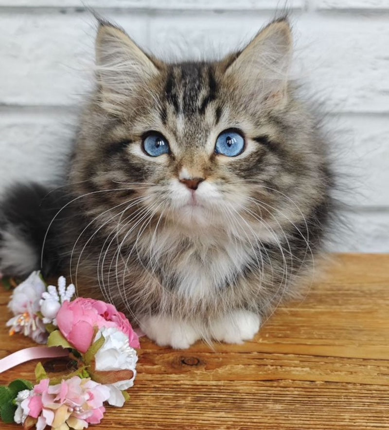 Virginia Siberian female, seal tabby bicolour