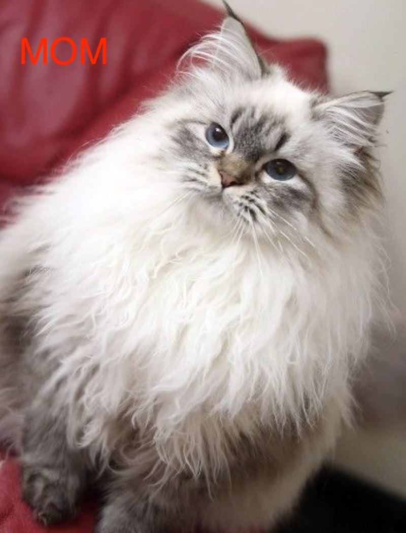 Virginia Siberian female, seal tabby bicolour