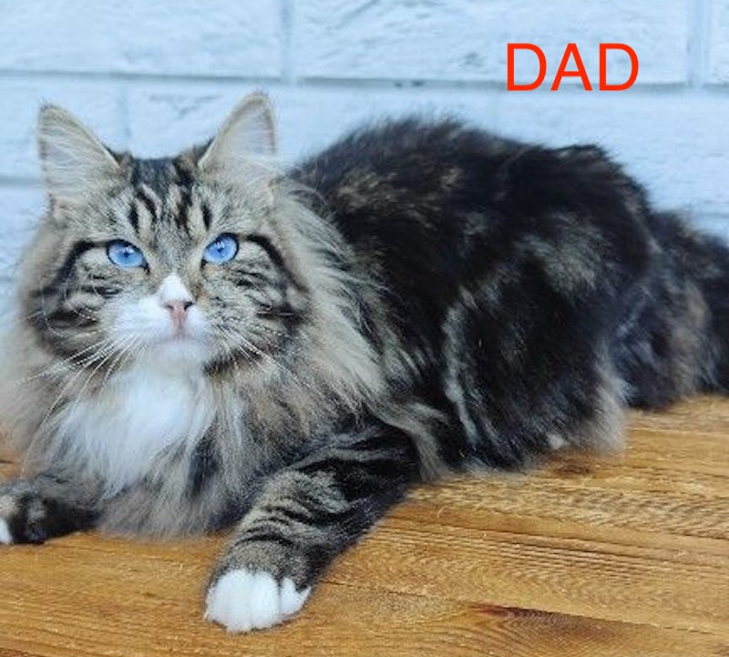 Virginia Siberian female, seal tabby bicolour