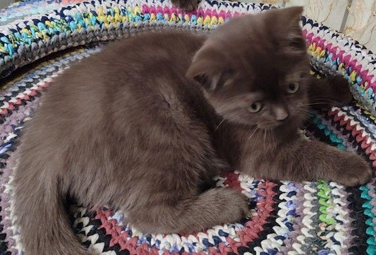 Grace British Shorthair female, chocolate