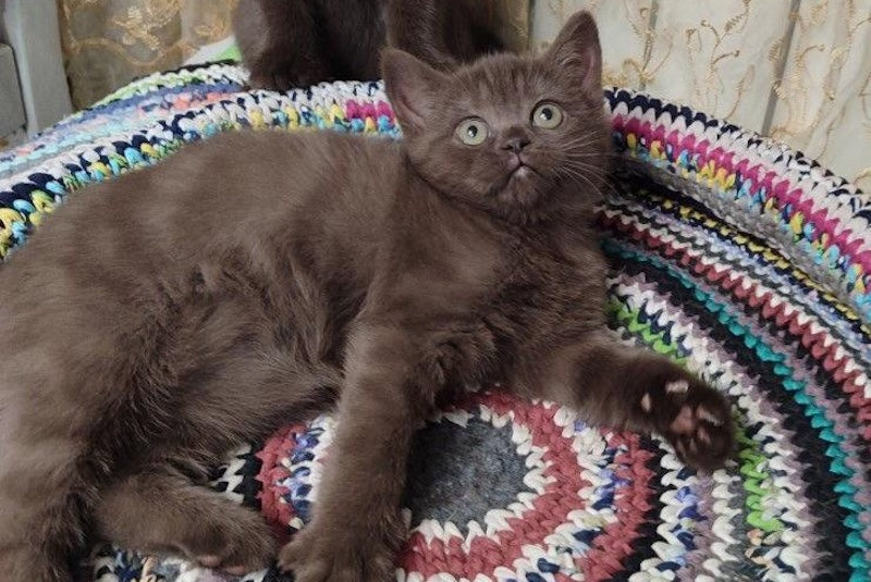 Grace British Shorthair female, chocolate