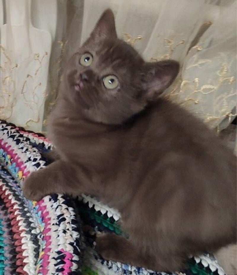 Grace British Shorthair female, chocolate