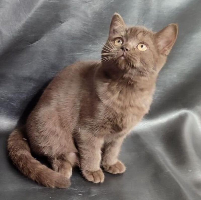 Grace British Shorthair female, chocolate