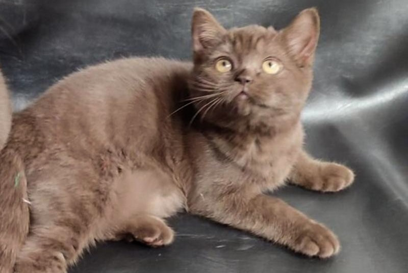 Grace British Shorthair female, chocolate
