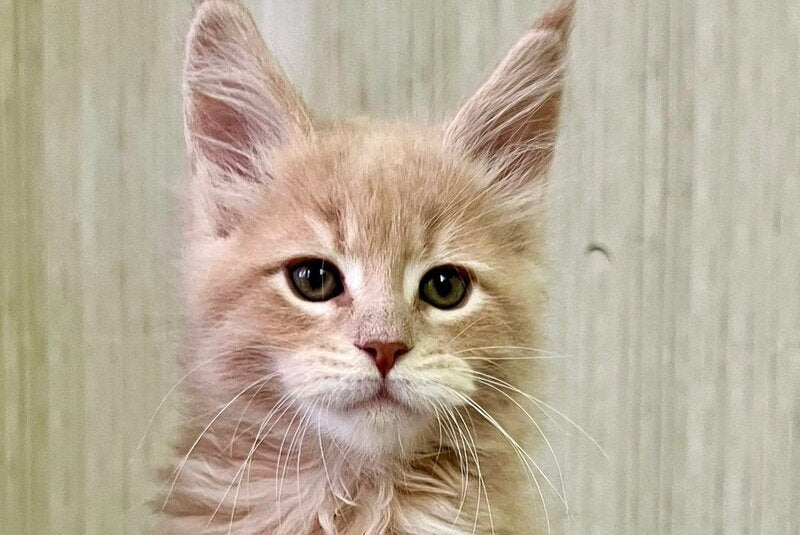 Liam Maine Coon male, cream tabby