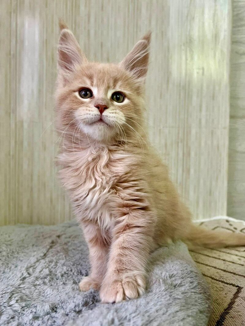 Liam Maine Coon male, cream tabby