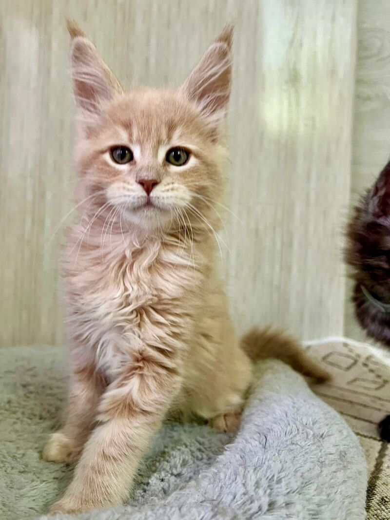 Liam Maine Coon male, cream tabby