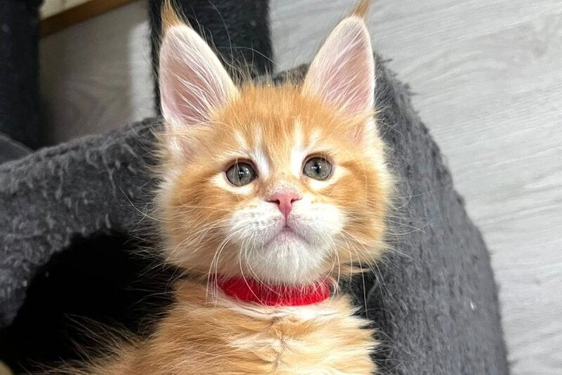 Luka Maine Coon male, red tabby