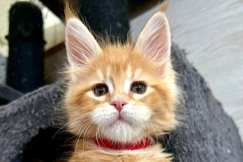 Luka Maine Coon male, red tabby