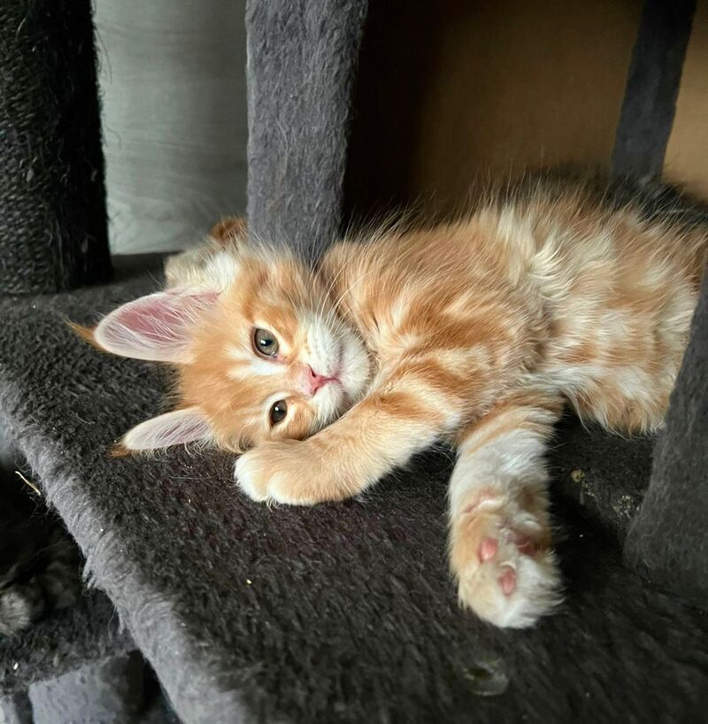 Luka Maine Coon male, red tabby